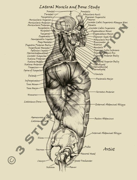 human anatomy side view